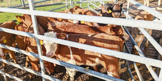 Mensch und Tier brauchen ein bisschen Geduld, wenn es ans Wägen geht. 