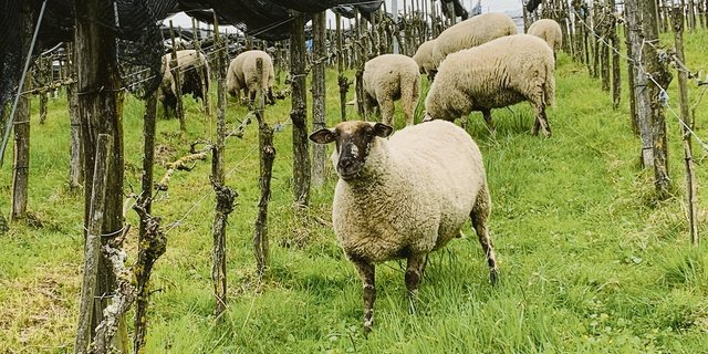 Schafe gegen Frost: Kurzhalten des Unterwuchses, auch durch Beweiden im Rebberg an Hanglagen, trägt dazu bei, dass kalte Luft abfliessen kann. (Bilder Josef Scherer)