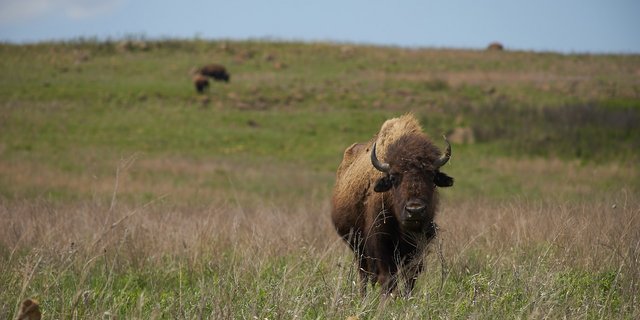 Grasland bietet Nahrung für zahlreiche Tiere. Wie viel, das hängt vom im Boden verfügbaren Stickstoff ab. 