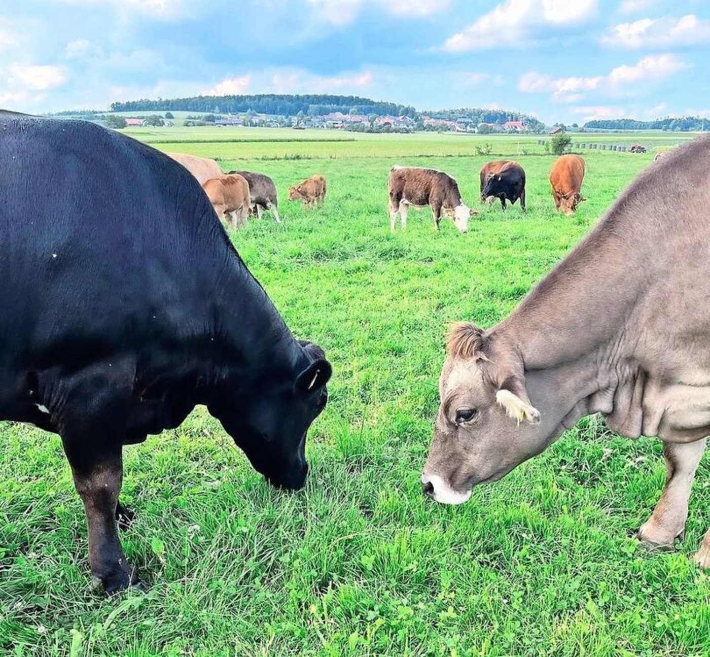 Neben den Gurken darf man sie nicht vergessen: die Mutterkühe vom Betrieb Schweingruber. 