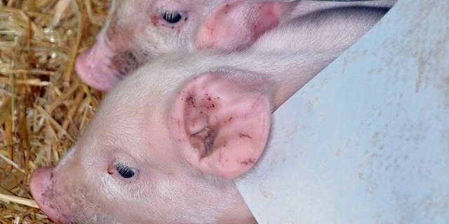 Ihnen ist wohl: Rasch viel Kolostrum, eine saubere Bucht und ein gutes Klima helfen den Ferkeln gegen Durchfall.