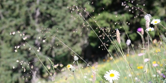 Bauern dürfen ihre Nutztiere ab sofort auch auf sonst geschützten Wiesen weiden lassen. (Symbolbild Pixabay)