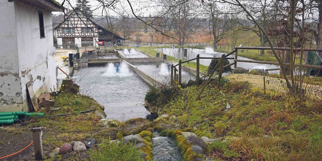 Die Fischteiche sind alle miteinander verbunden. Haben die Fische eine gewisse Grösse erreicht, werden sie in einen anderen Teich gezügelt. (Bilder Stefanie Giger)