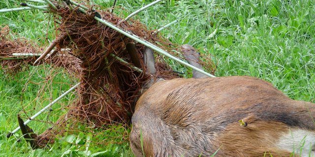 Zäune können für Wildtiere zur tödlichen Falle werden, wenn sie sich z. B. mit ihrem Geweih darin verfangen. (Bild Initiative Stopp Tierleid)