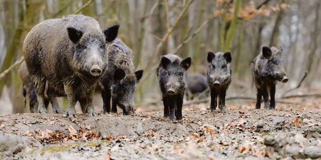 Die Idee, Wildschweine gegen ASP zu impfen, ist alles andere als ausgereift.