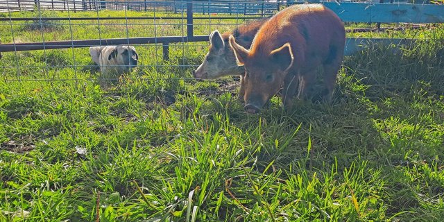 Die beiden Ausbrecher werden von Hündin Savannah bewacht. Die beiden Schweine haben zweieinhalb Monate im Wald gelebt, bevor sie der Hund aufgestöbert hat.