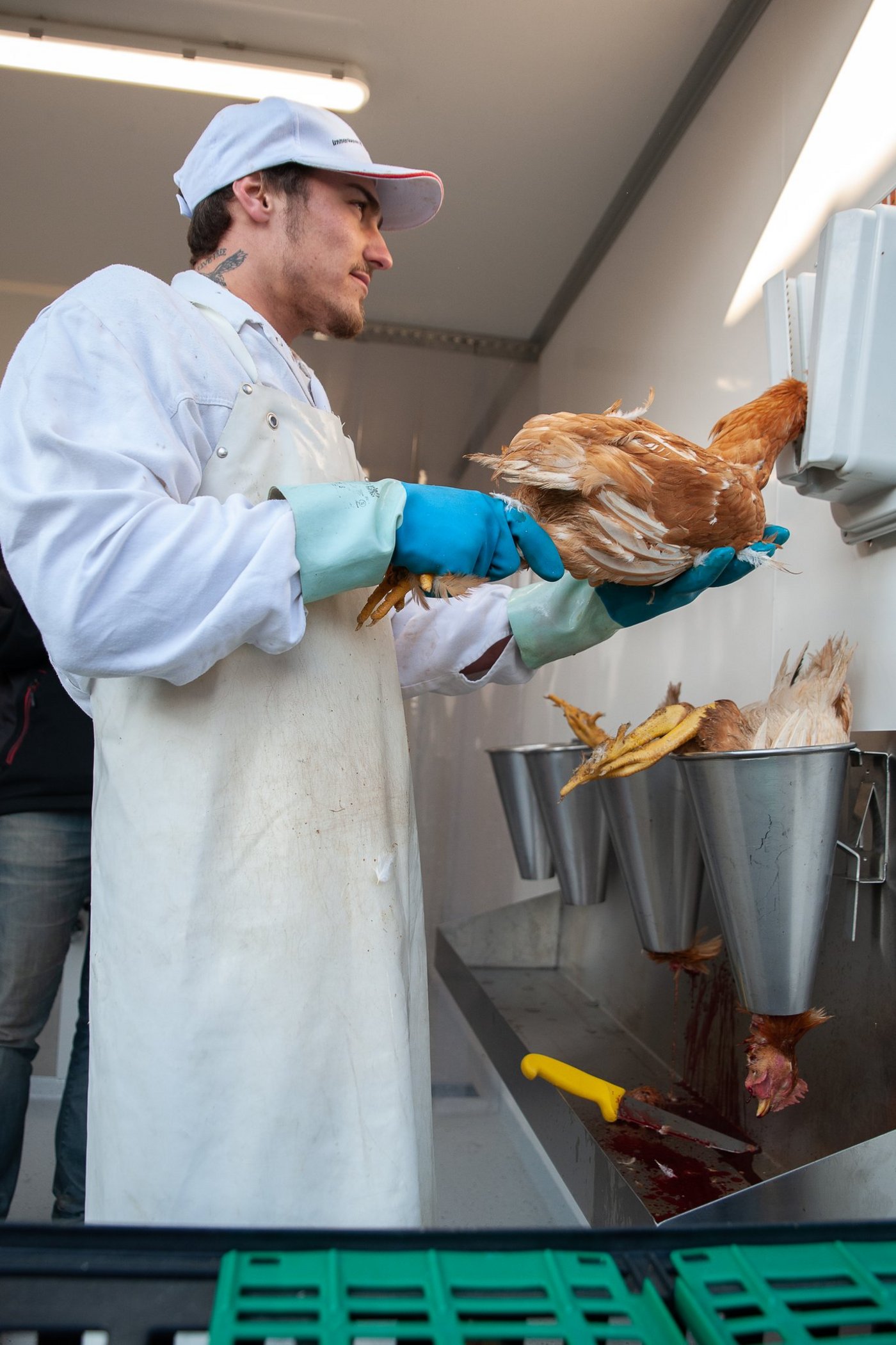 Im vorderen Bereich der Schlachteinheit werden die Tiere elektronisch betäubt. (Bild: Christian Knapp)