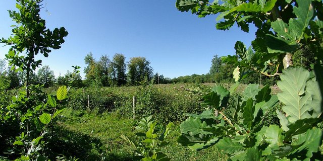 Junge Eichen: Dank angepassten Aufforstungen soll der Wald dem Klimawandel widerstehen. (Bild  Wald Schweiz / A.  Douard) 