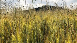 Das IP-Suisse-Progra Das IP-Suisse-Programm zum Herbizidverzicht lässt mehr Spielraum für Parzellen mit hohem Unkrautdruck. Der Bundesbeitrag soll es auch, fordern diverse Verbände und die Migros.