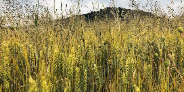 Das IP-Suisse-Programm zum Herbizidverzicht lässt mehr Spielraum für Parzellen mit hohem Unkrautdruck. Der Bundesbeitrag soll es auch, fordern diverse Verbände und die Migros.   