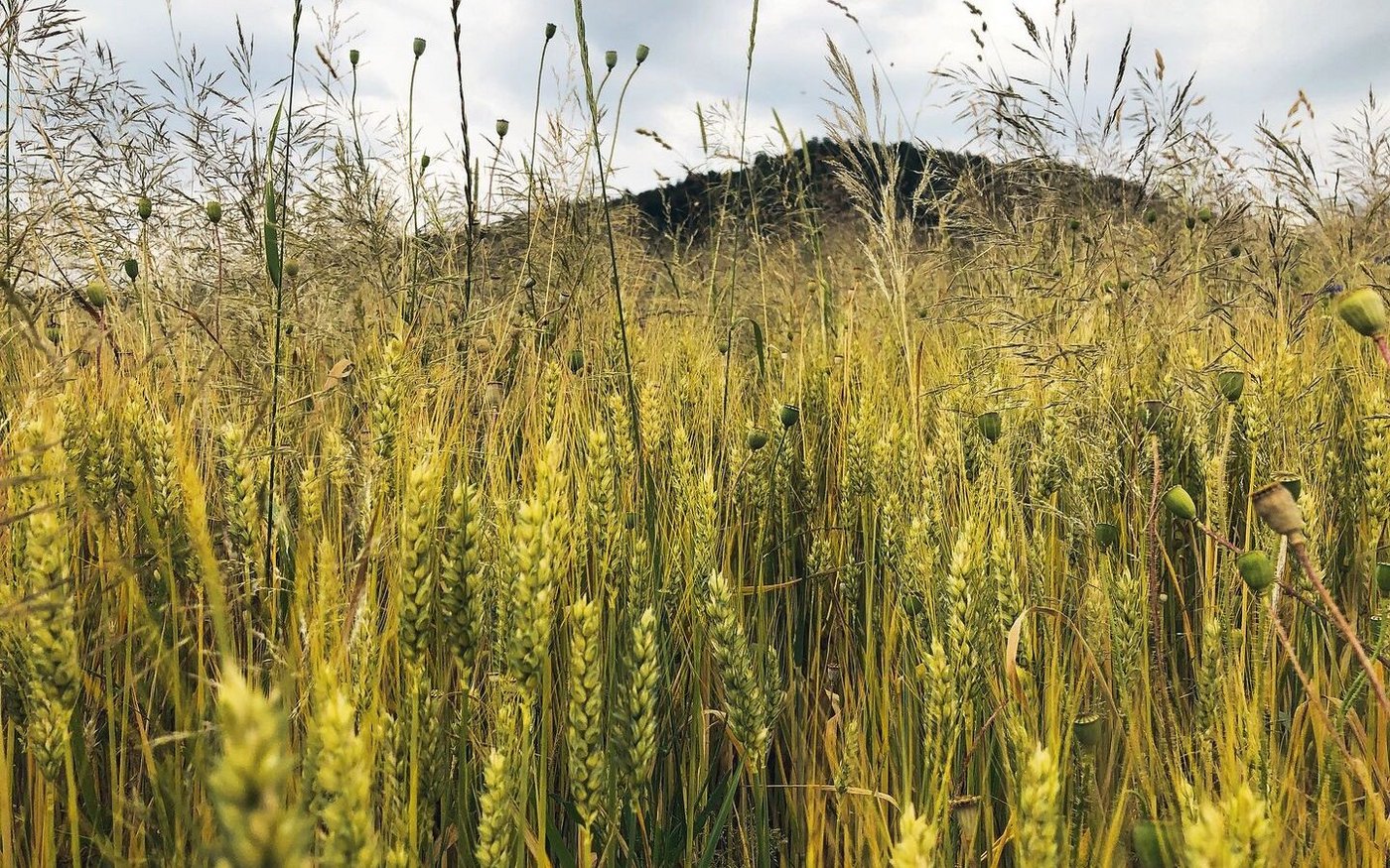 Das IP-Suisse-Programm zum Herbizidverzicht lässt mehr Spielraum für Parzellen mit hohem Unkrautdruck. Der Bundesbeitrag soll es auch, fordern diverse Verbände und die Migros.   