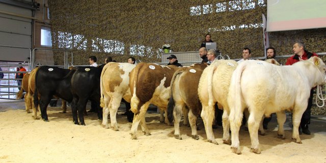 Champions und Vizechampions aller Rassen. Weitere Bilder in der Fotogalerie. (Bild rü)