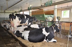 Die IG Anbindestall fordert die Gleichstellung  Lauf- und Anbindestal. (Bild Aline Küenzi)