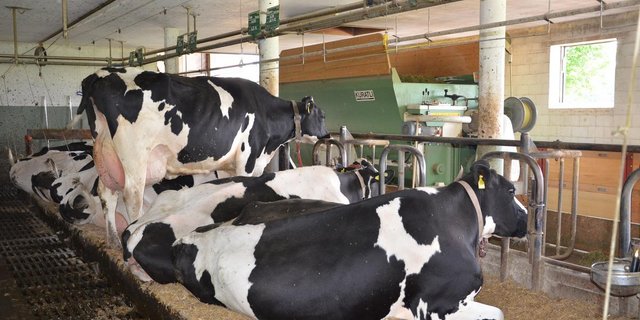 Die IG Anbindestall fordert die Gleichstellung  Lauf- und Anbindestal. (Bild Aline Küenzi)