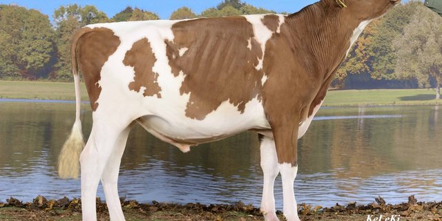  Vom Red Holstein-Stier "Red Impulse" wurden am meisten Samendosen seiner Rasse verkauft. (Keleki)