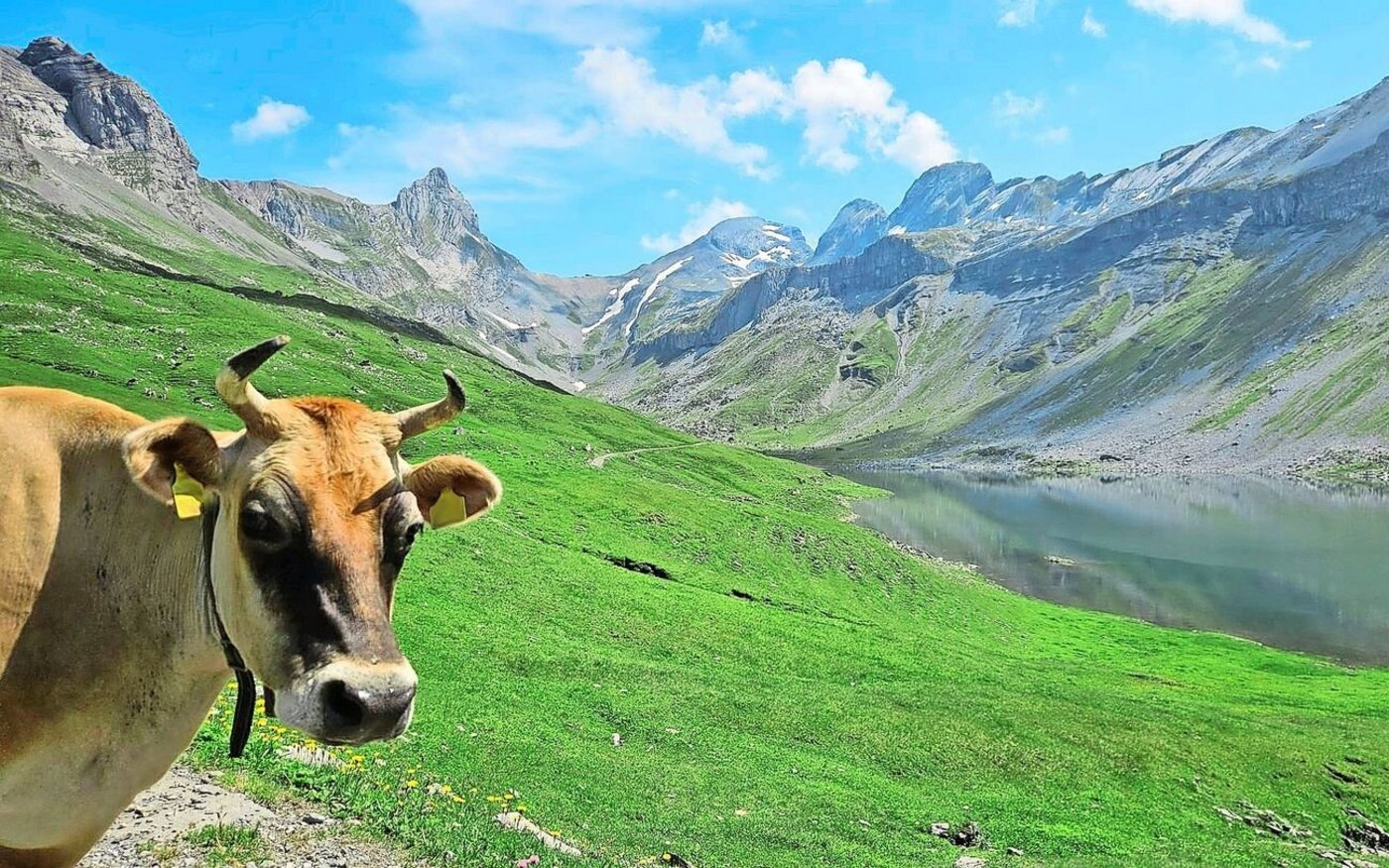 Nicht nur das Vieh geniesst die schöne Alpenwelt, auch die Touristen ziehen wieder in die Berge. Stark frequentierte Wanderwege auszuzäunen, kann Unfälle vermeiden.