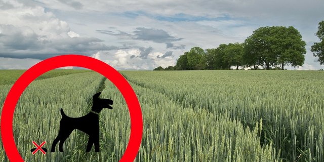 Über die Fäkalbakterien im Hundekot können sich etwa Bandwürmer verbreiten. (Bildmontage Pixabay/BauZ)