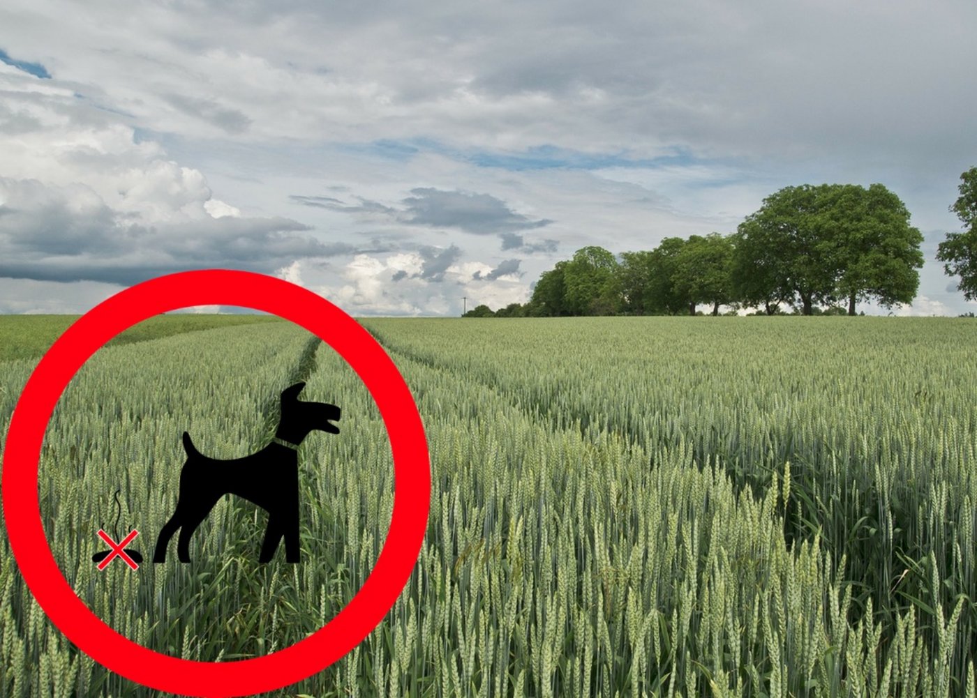 Über die Fäkalbakterien im Hundekot können sich etwa Bandwürmer verbreiten. (Bildmontage Pixabay/BauZ)