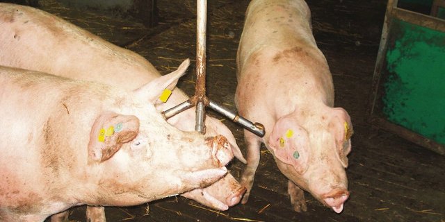 Passt den Schweinen das Tränkesystem nicht, trinken sie zu wenig. Das vermindert deren Leistung teils massiv.