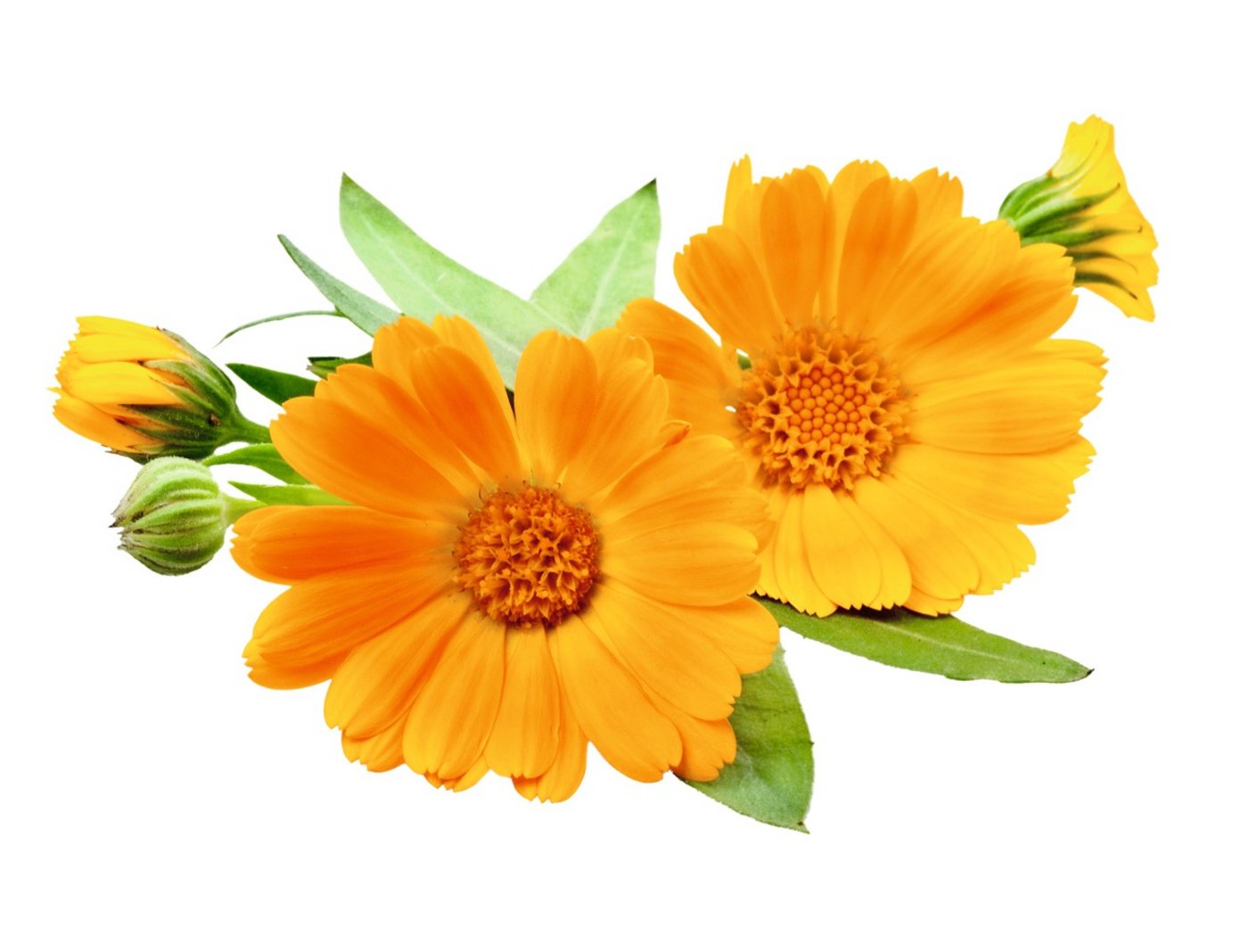 Garten-Ringelblume – Calendula officinalis L – Die Ringelblume fördert die Wundheilung, auch bei solchen mit schlechter Heilungstendenz. Man kann damit zum Beispiel eine Ringelblumen-Tinktur zur Wundreinigung herstellen.