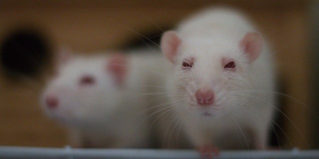 Die Initiative verlangt ein bedingungsloses Verbot von Tier- und Menschenversuchen. (Bild Flickr Tatiana Bulyonkova)