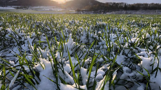 Der Temperatursturz hat das Wachstum kurzzeitig abgebremst. Pflanzenschutzmassnahmen sind zu dieser Zeit nicht sinnvoll. (Bild David Perler)