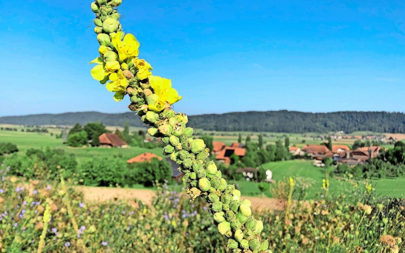Königskerzen zeigen sich noch nicht im ersten Standjahr einer Brache, bzw. sind sie dann nur Rosetten. Für eine gute Brache sind die Standortwahl und die Pflege bereits in den Anfängen wichtig.