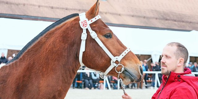 Der diesjährige Siegerhengst Cashmir (Costard de Chatigani/Never BW) mit seinem stolzen Besitzer Mario Gandolfo. 