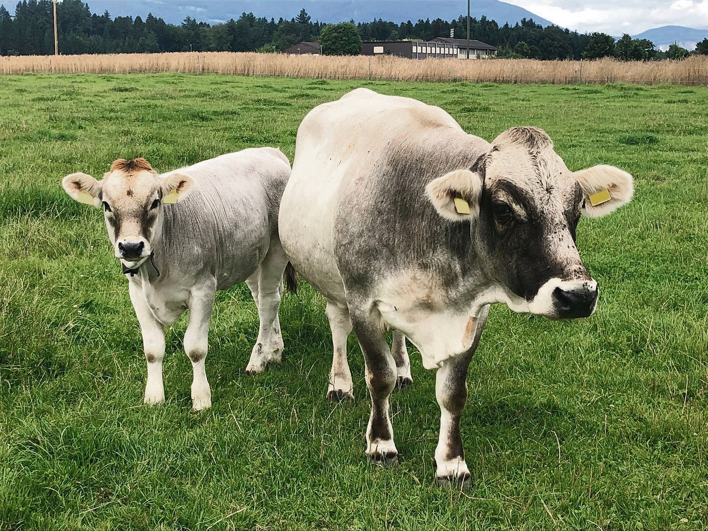 Dora hat 15-mal gekalbt. Seit diesem März hat sie das Kuhkalb Donna an ihrer Seite. (Bild Familie Bösiger)
