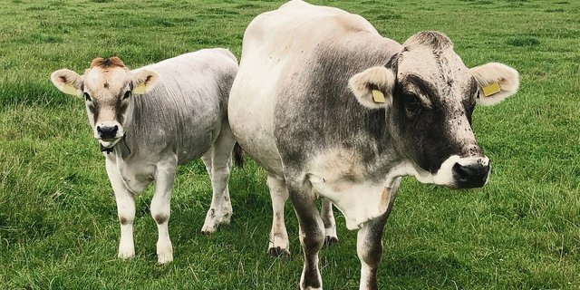 Dora hat 15-mal gekalbt. Seit diesem März hat sie das Kuhkalb Donna an ihrer Seite. (Bild Familie Bösiger)