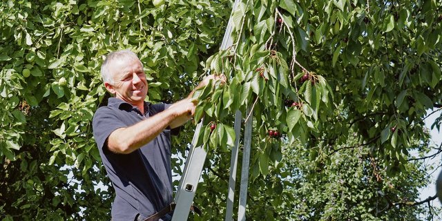 Etwas später als in anderen Jahren: Iwo Sager bei der Kirschen-ernte auf seinem Hof in Lömmerschwil.