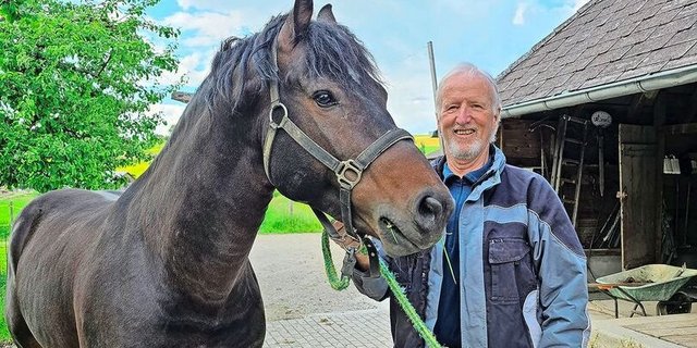 Der zehnjährige, erfahrene Zuchthengst Little Boy (Littoral/Canada/Haiti) und Ruedi Steiner bestreiten zusammen bereits die zweite Decksaison und sind zu einem guten Team zusammengewachsen.
