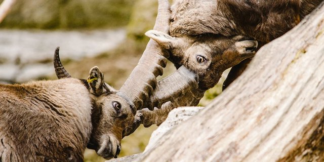 Kampf ist eine Kommunikationsform. Fehlt es im Zusammenleben an gewaltfreier Kommunikation, kann es im Konfliktfall zum Kampf kommen. Auf physischer oder aber auch auf psychischer Ebene. (Bild Pixabay)