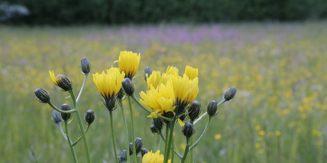 Biodiversität ist auch innerhalb der Schweizer Agrarpolitik ein wichtiges Thema. (Bild ji)