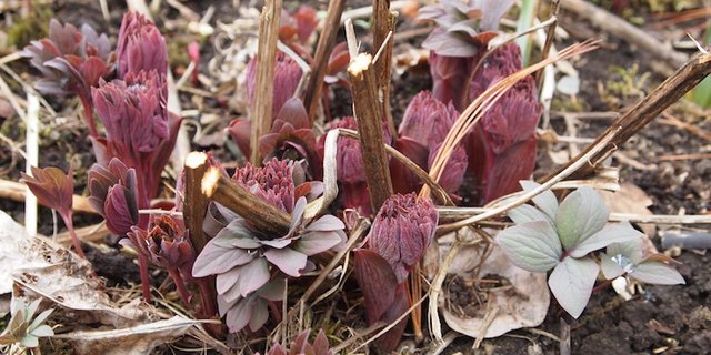Die Schönheit des Austriebs im Vorfrühling: Bei der Staudenpflege werden nun die alten Stängel endgültig entfernt. (Bild Ruth Bossardt)