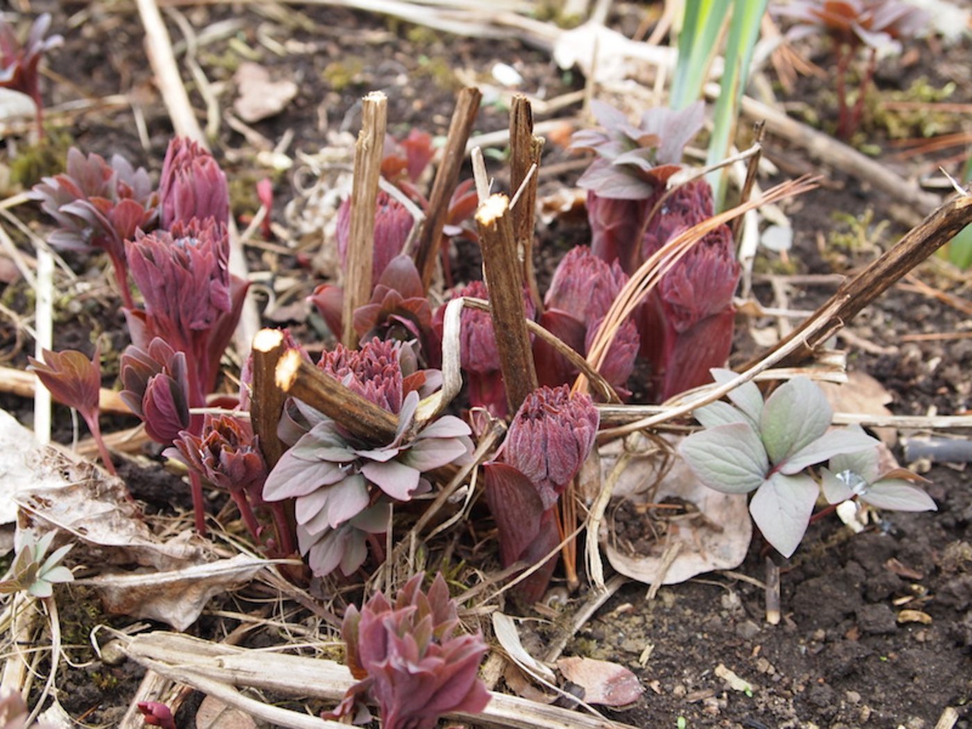 Die Schönheit des Austriebs im Vorfrühling: Bei der Staudenpflege werden nun die alten Stängel endgültig entfernt. (Bild Ruth Bossardt)