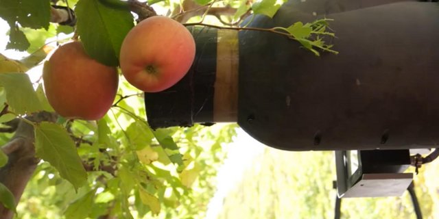Anders als andere Modelle saugt der Roboter von Abundant Robotics die Äpfel ein, statt sie zu greifen. (Bild GoodFruitGrower)
