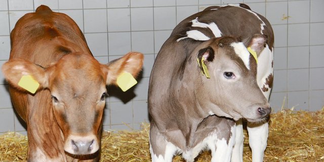 Die Nachfrage nach Kalbfleisch ist wegen der Corona-Krise eingebrochen. Als Folge werden die fetten Bankkälber nicht abgeholt. Während dieser Wartezeit ist der Marktpreis gefallen.(Bild SBV)