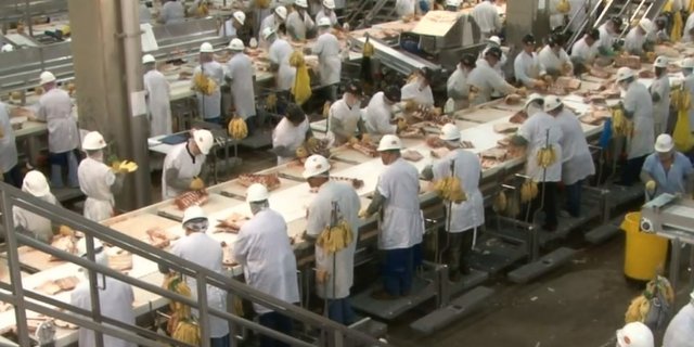 Enge Verhältnisse: Blick in eine Verarbeitungshalle eines Tyson-Schlachtbetriebs. (Bild pd)