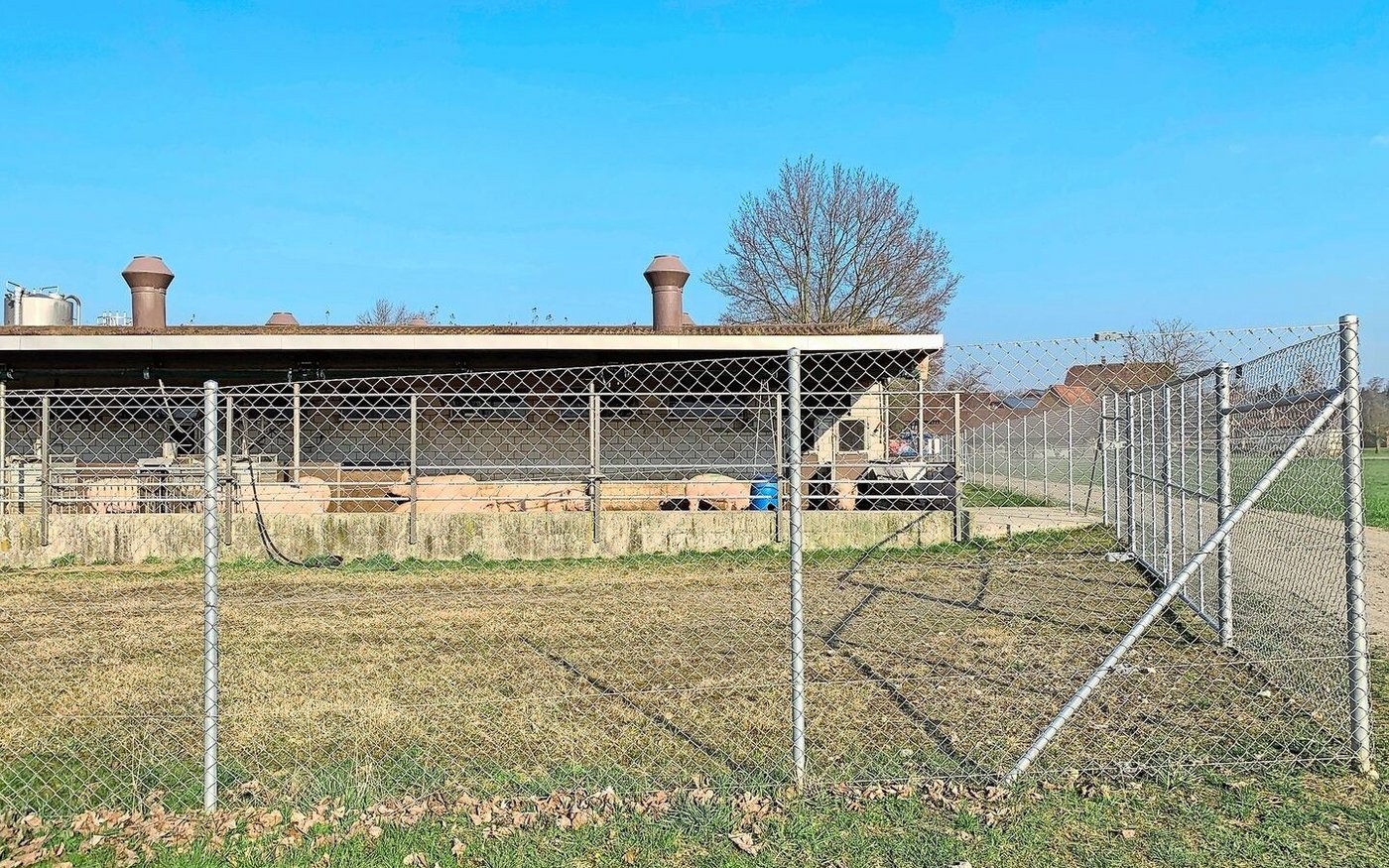 Schutzzaun um Schweine: Nicht nur die ASP, sondern auch die Enzootische Pneumonie (EP) reinfiziert immer wieder Betriebe.