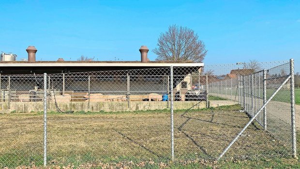 Schutzzaun um Schweine: Nicht nur die ASP, sondern auch die Enzootische Pneumonie (EP) reinfiziert immer wieder Betriebe.