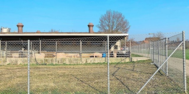 Schutzzaun um Schweine: Nicht nur die ASP, sondern auch die Enzootische Pneumonie (EP) reinfiziert immer wieder Betriebe.