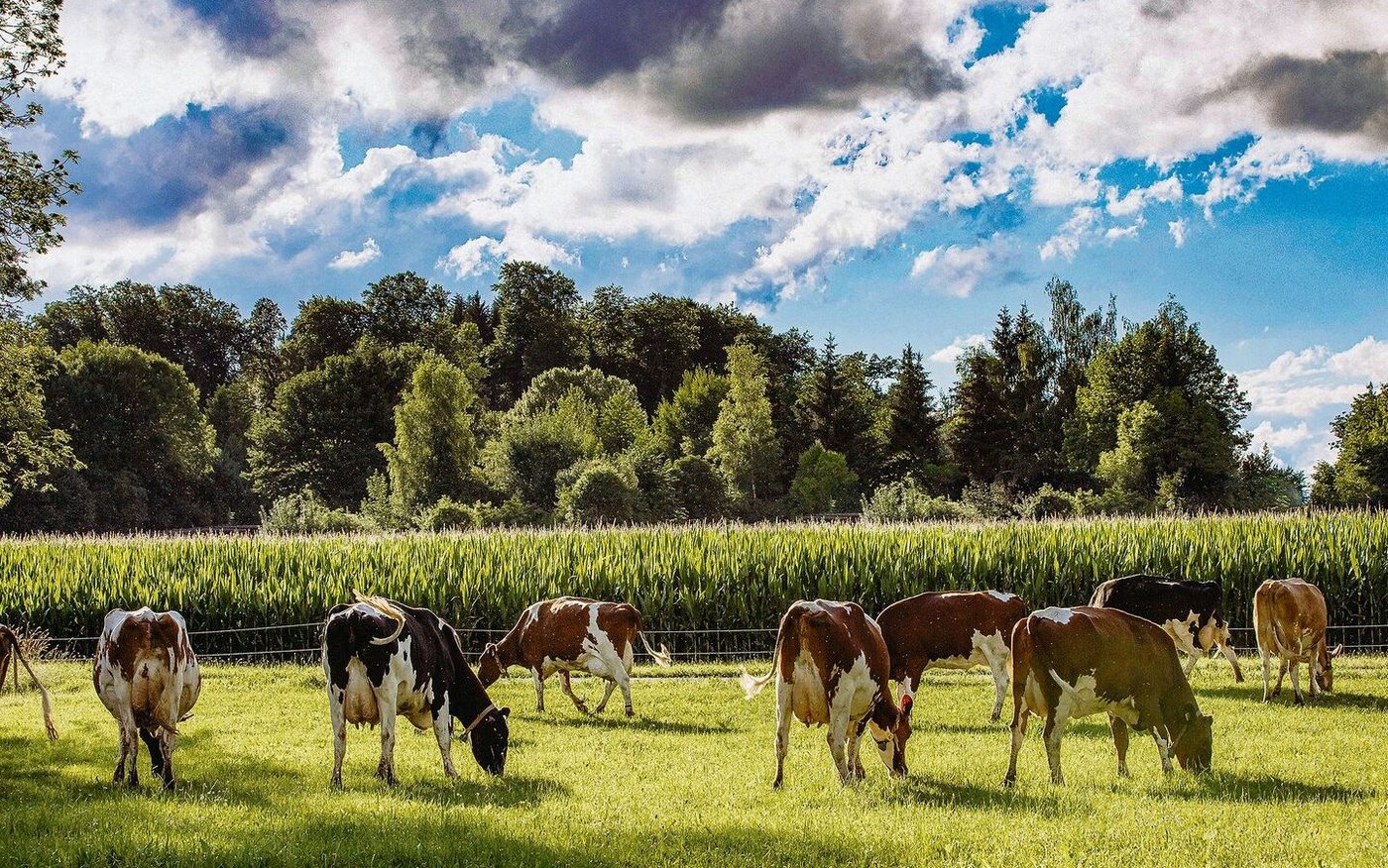 Mais ist ein gutes Beispiel, um aufzuzeigen, wo sich Nährstoffe einsparen lassen. Wer 90 % als PSB angemeldet hat, muss wissen, wo das Einsparpotenzial liegt. 