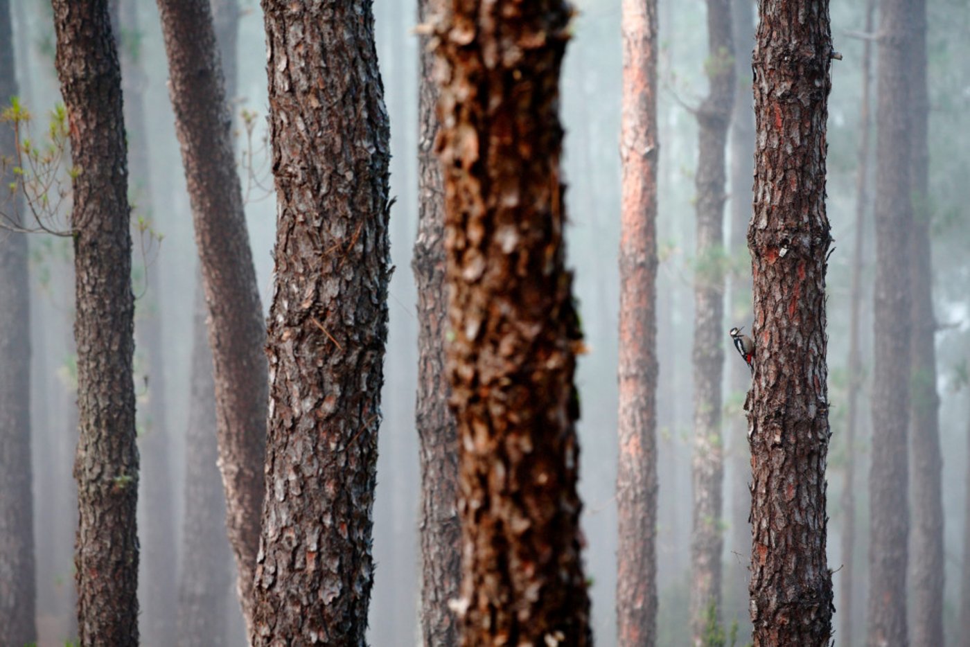Das stimmungsvolle Foto eines Buntspechts, der die Föhrenstämme nach Nahrung absucht, ist der Gesamtsieger des Fotowettbewerbs 2019 der Schweizerischen Vogelwarte. (Bild Jonathan Lhoir)