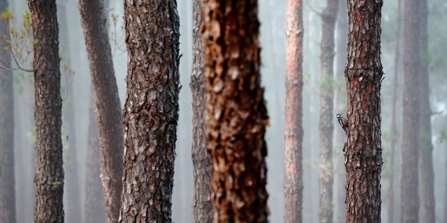 Das stimmungsvolle Foto eines Buntspechts, der die Föhrenstämme nach Nahrung absucht, ist der Gesamtsieger des Fotowettbewerbs 2019 der Schweizerischen Vogelwarte. (Bild Jonathan Lhoir)