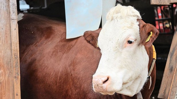 Auch im nächsten Jahr wird die Blauzungenkrankheit wüten. Die Bekämpfung der Gnitzen und die Imfpung gegen das Virus sind aktuell die beste Variante zum Schutz der Tiere.         