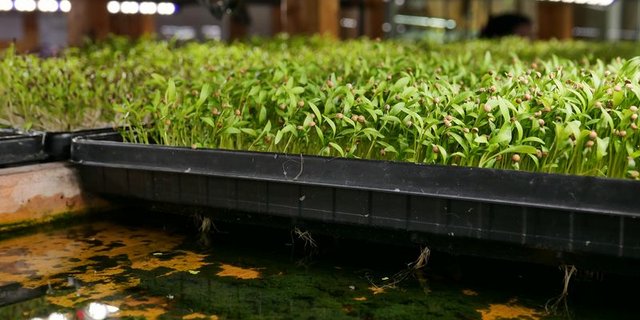 Microgreens Umami Würzige Microgreens benötigen im Gegensatz zu Sprossen Licht und Nährstoffe, die sie über kleine Wurzeln aufnehmen. (Bild mg)
