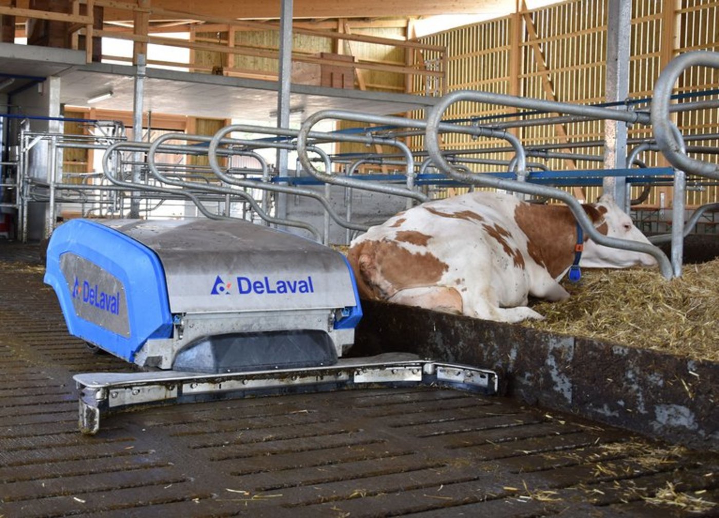 Der Entmistungsroboter sorgt im Stall für mehr Sauberkeit. (DeLaval)