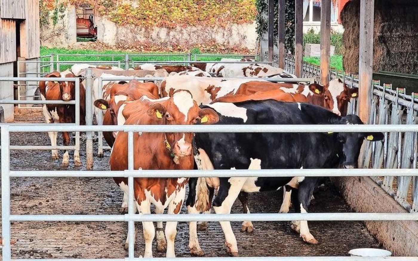 Eine korrekte Fütterung während der Galtphase ist zentral für einen guten Start in die Laktation.   