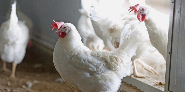 Legehybriden produzieren auch im Winter durchgehend Eier. Um ihr Leistungspotenzial voll auszunutzen, ist für eine ausreichende Lichtdauer zu sorgen.(Bild Aviforum)